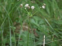 Sanicula europaea 13, Heelkruid, Saxifraga-Hans Dekker