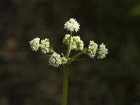 Sanicula europaea 2, Heelkruid, Saxifraga-Jan van der Straaten