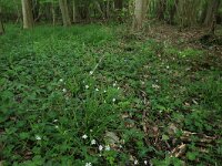 Sanicula europaea 26, Heelkruid, Saxifraga-Hans Boll