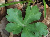 Sanicula europaea 28, Heelkruid, Saxifraga-Rutger Barendse