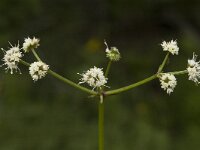 Sanicula europaea 3, Heelkruid, Saxifraga-Marijke Verhagen