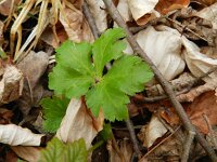 Sanicula europaea 30, Heelkruid, Saxifraga-Rutger Barendse