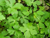 Sanicula europaea 31, Heelkruid, Saxifraga-Rutger Barendse