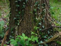 Sanicula europaea 32, Heelkruid, Saxifraga-Ed Stikvoort