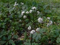 Sanicula europaea 33, Heelkruid, Saxifraga-Ed Stikvoort