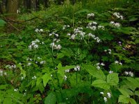 Sanicula europaea 34, Heelkruid, Saxifraga-Ed Stikvoort