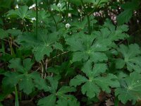 Sanicula europaea 35, Heelkruid, Saxifraga-Ed Stikvoort