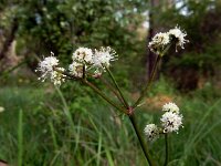 Sanicula europaea 36, Heelkruid, Saxifraga-Ed Stikvoort