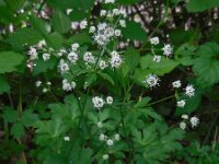 Sanicula europaea 37, Heelkruid, Saxifraga-Ed Stikvoort