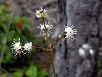 Sanicula europaea 38, Heelkruid, Saxifraga-Ed Stikvoort