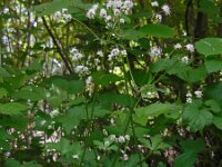 Sanicula europaea 39, Heelkruid, Saxifraga-Ed Stikvoort