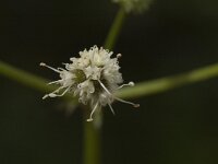 Sanicula europaea 4, Heelkruid, Saxifraga-Marijke Verhagen