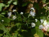 Sanicula europaea 40, Heelkruid, Saxifraga-Ed Stikvoort