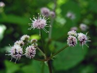 Sanicula europaea 41, Heelkruid, Saxifraga-Ed Stikvoort