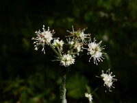 Sanicula europaea 42, Heelkruid, Saxifraga-Ed Stikvoort