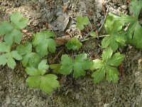 Sanicula europaea 5, Heelkruid, Saxifraga-Jan van der Straaten