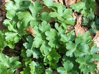 Sanicula europaea 6, Heelkruid, Saxifraga-Rutger Barendse