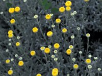 Santolina chamaecyparissus 2, Saxifraga-Jan van der Straaten