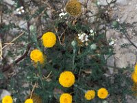 Santolina chamaecyparissus 3, Saxifraga-Jan van der Straaten