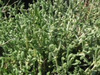 Santolina chamaecyparissus 4, Saxifraga-Rutger Barendse