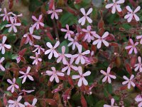 Saponaria ocymoides 10, Muurzeepkruid, Saxifraga-Willem van Kruijsbergen