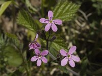 Saponaria ocymoides 11, Muurzeepkruid, Saxifraga-Marijke Verhagen