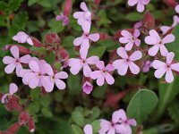 Saponaria ocymoides 12, Muurzeepkruid, Saxifraga-Willem van Kruijsbergen