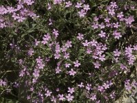 Saponaria ocymoides 13, Muurzeepkruid, Saxifraga-Marijke Verhagen