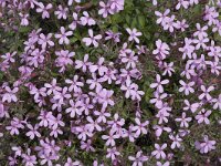Saponaria ocymoides 14, Muurzeepkruid, Saxifraga-Jan van der Straaten