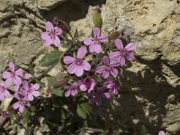 Saponaria ocymoides 15, Muurzeepkruid, Saxifraga-Marijke Verhagen