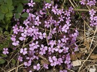 Saponaria ocymoides 16, Muurzeepkruid, Saxifraga-Jan van der Straaten
