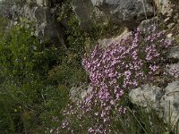 Saponaria ocymoides 17, Muurzeepkruid, Saxifraga-Willem van Kruijsbergen,