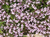 Saponaria ocymoides 18, Muurzeepkruid, Saxifraga-Willem van Kruijsbergen,