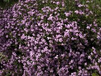 Saponaria ocymoides 19, Muurzeepkruid, Saxifraga-Jan van der Straaten