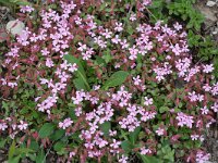 Saponaria ocymoides 2, Muurzeepkruid, Saxifraga-Willem van Kruijsbergen