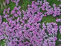 Saponaria ocymoides 20, Muurzeepkruid, Saxifraga-Jeroen Willemsen