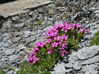 Saponaria ocymoides 21, Muurzeepkruid, Saxifraga-Jeroen Willemsen