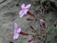 Saponaria ocymoides 22, Muurzeepkruid, Saxifraga-Rutger Barendse