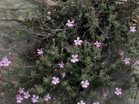 Saponaria ocymoides 23, Muurzeepkruid, Saxifraga-Rutger Barendse