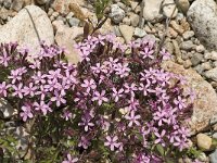 Saponaria ocymoides 24, Muurzeepkruid, Saxifraga-Jan van der Straaten