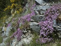 Saponaria ocymoides 25, Muurzeepkruid, Saxifraga-Jan van der Straaten
