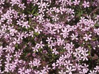 Saponaria ocymoides 26, Muurzeepkruid, Saxifraga-Jan van der Straaten