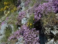 Saponaria ocymoides 27, Muurzeepkruid, Saxifraga-Jan van der Straaten