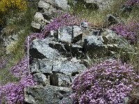 Saponaria ocymoides 28, Muurzeepkruid, Saxifraga-Jan van der Straaten