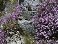 Saponaria ocymoides 29, Muurzeepkruid, Saxifraga-Jan van der Straaten