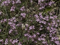 Saponaria ocymoides 3, Muurzeepkruid, Saxifraga-Marijke Verhagen