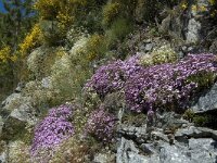 Saponaria ocymoides 30, Muurzeepkruid, Saxifraga-Jan van der Straaten