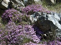 Saponaria ocymoides 31, Muurzeepkruid, Saxifraga-Jan van der Straaten