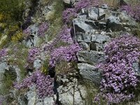 Saponaria ocymoides 32, Muurzeepkruid, Saxifraga-Jan van der Straaten
