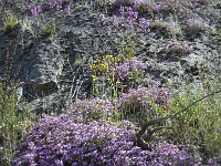 Saponaria ocymoides 33, Muurzeepkruid, Saxifraga-Jan van der Straaten